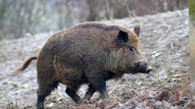 CINGHIALE 625x350 1