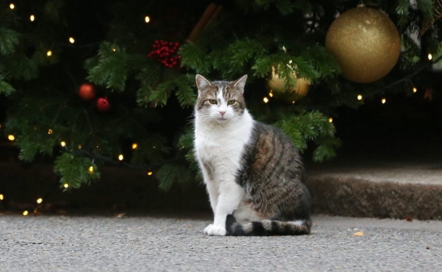 Larry, il gatto di Downing street, che non capisce perché debba cambiare sempre padrone