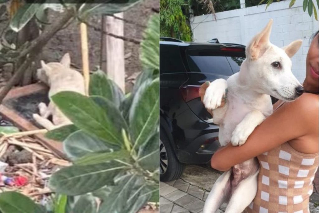 Milo
