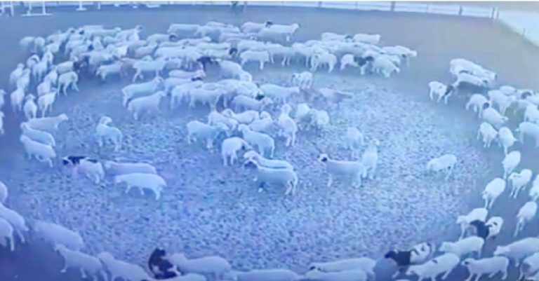 Pecore girano in cerchio 1200x627 1