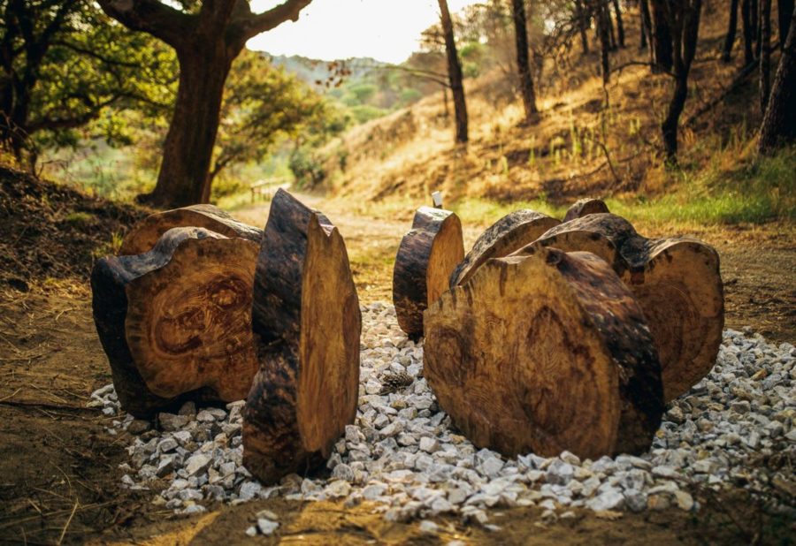 Reggio Calabria – Valorizzare il patrimonio arboreo: “Festa dell’albero” a Bova Marina 1 Pino albero