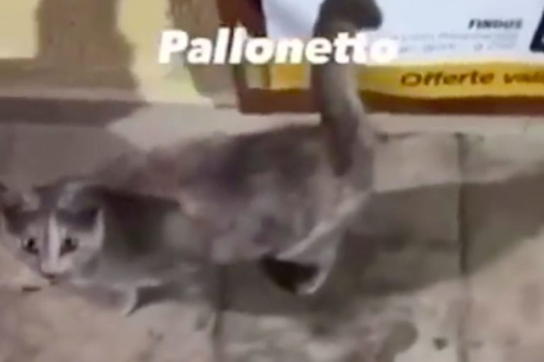 Un frame del video in cui i gattini vengono presi a calci