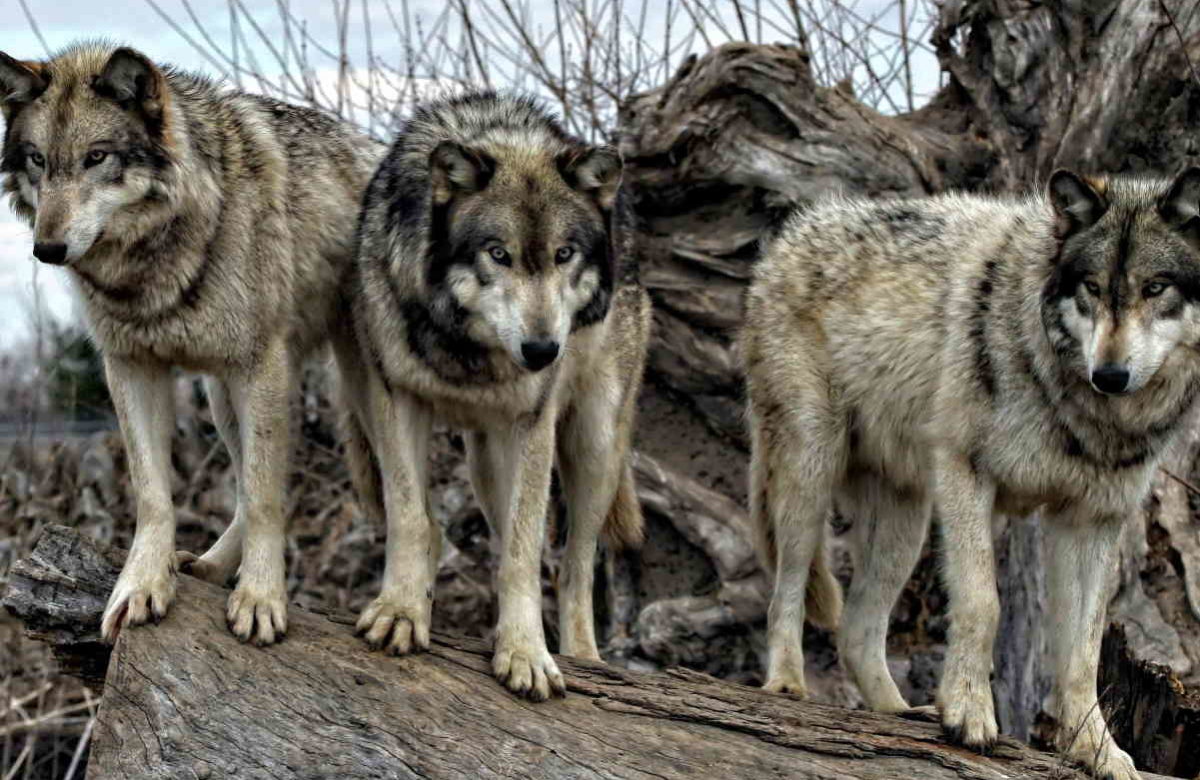 Caccia al lupo: il Parlamento europeo apre all’abbattimento, favorevole a ridurre lo stato di protezione del predatore