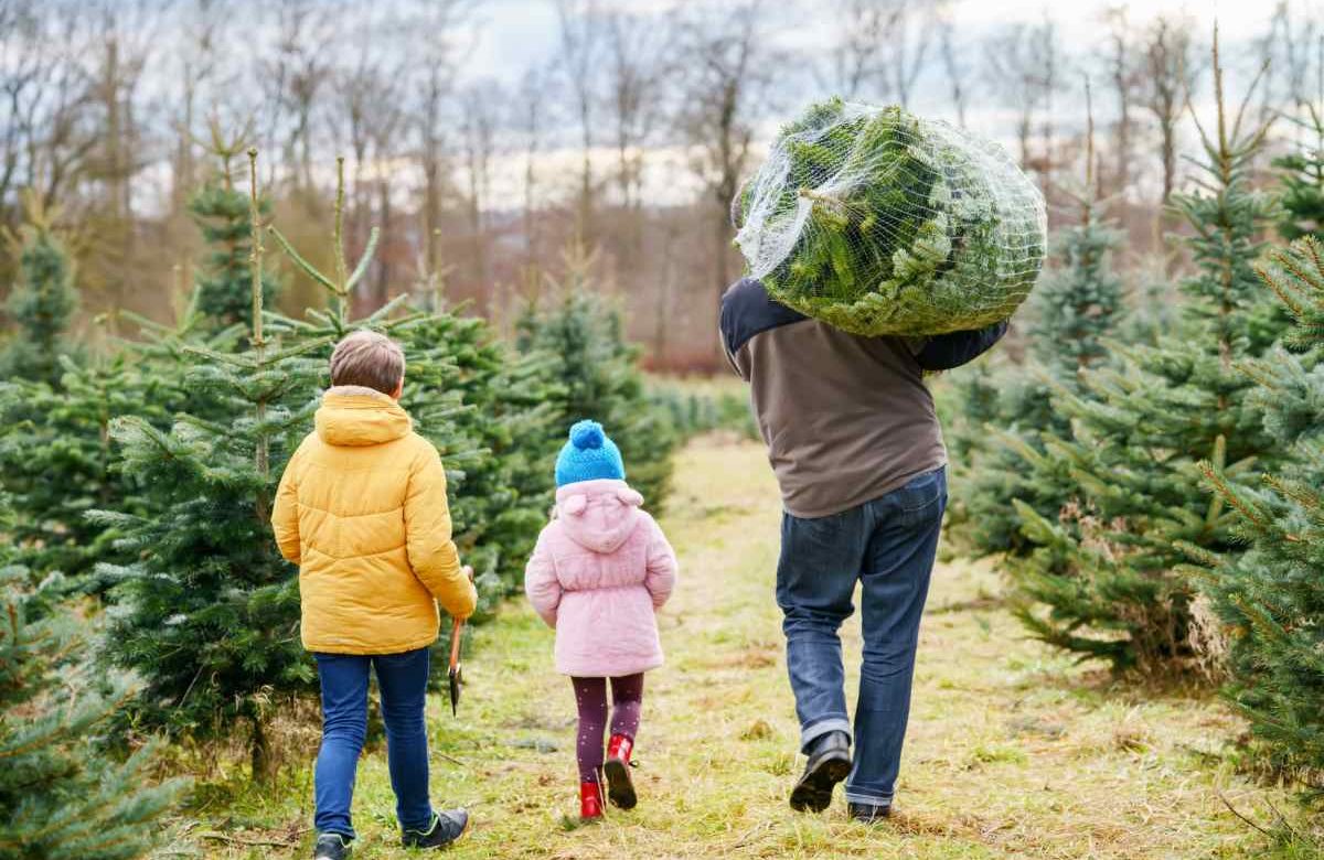 Comprare un albero di Natale vero è più difficile che mai (a causa della crisi climatica)