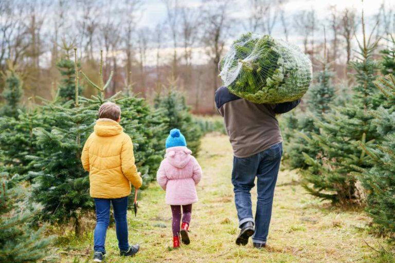 albero natale acquisto