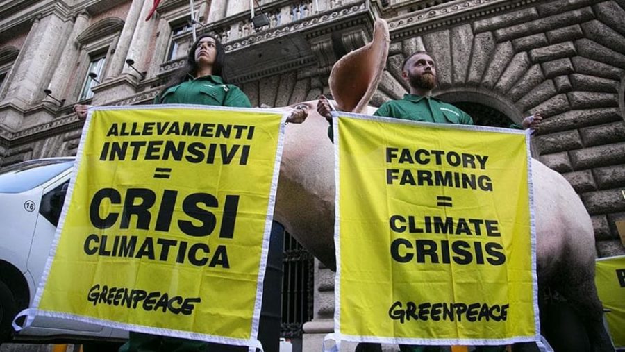 allevamenti intensivi greenpeace 3