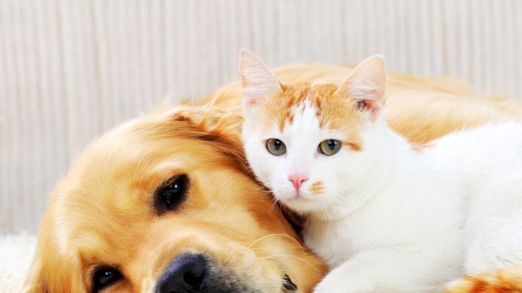 animali 4 zampe