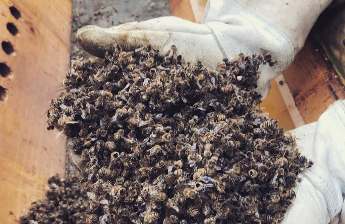 Strage di api in un’azienda nel Veronese: “a uccidere un milione di insetti i pesticidi usati nelle vigne”