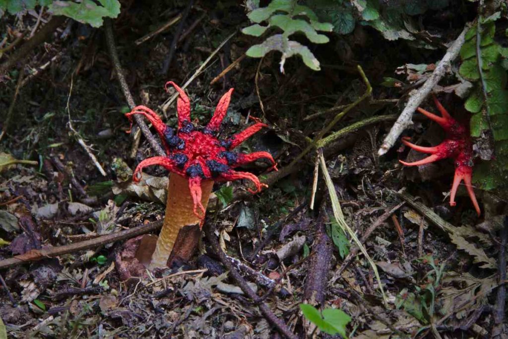 aseroe rubra