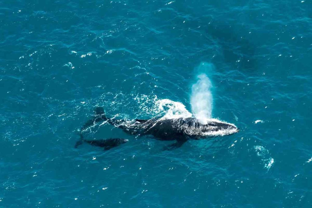 balena franca australe