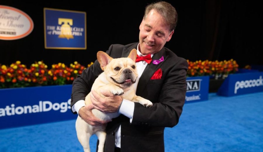 Winston è il primo Bulldog francese a vincere il National Dog Show negli Usa (ma questo è un problema per i cani brachicefali)