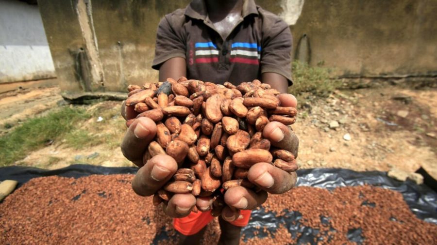 cacao africa costa avorio