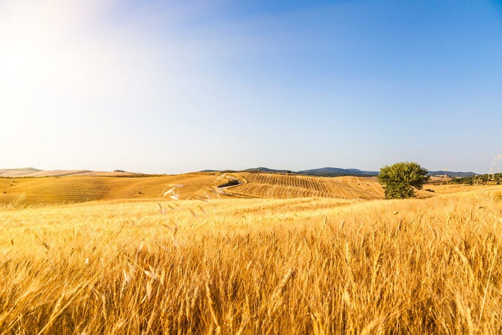 campo di grano 1