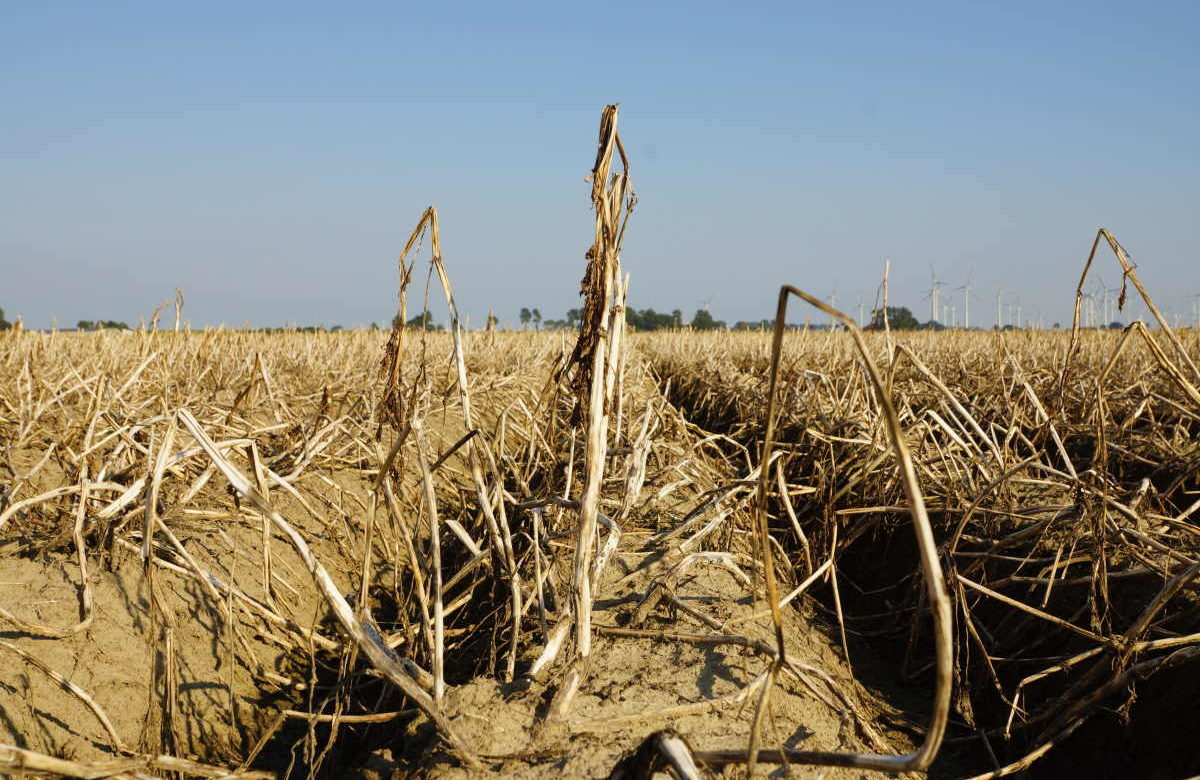 L’estate senza fine sta mettendo in ginocchio la nostra agricoltura (e la Novembrata in arrivo darà il colpo di grazia)