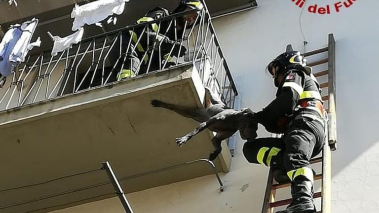 cane balcone salvato