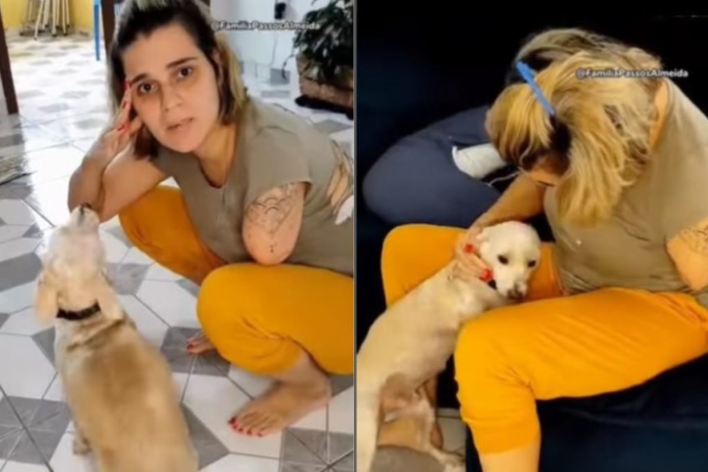 cane donna