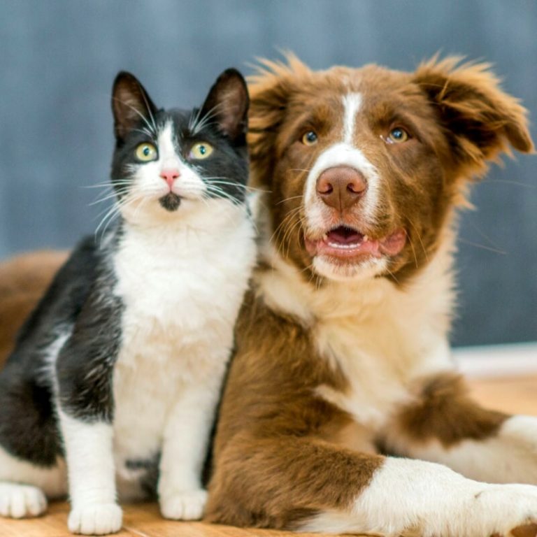 cane e gatto 3