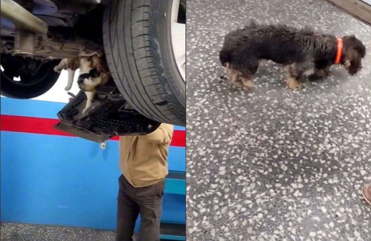 Trova un cane e un gatto incastrati nel motore della sua auto portata dal meccanico, il video diffuso di TikTok