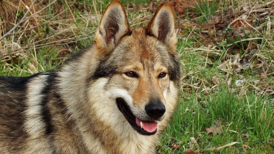 cane lupo cecoslovacco foto di repertorio