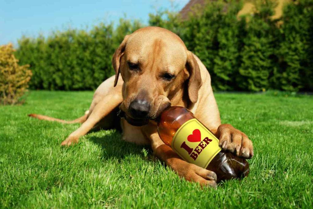 cani birra
