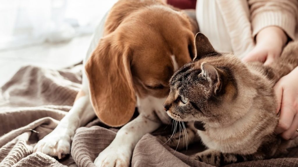 cani e gatti black friday 2