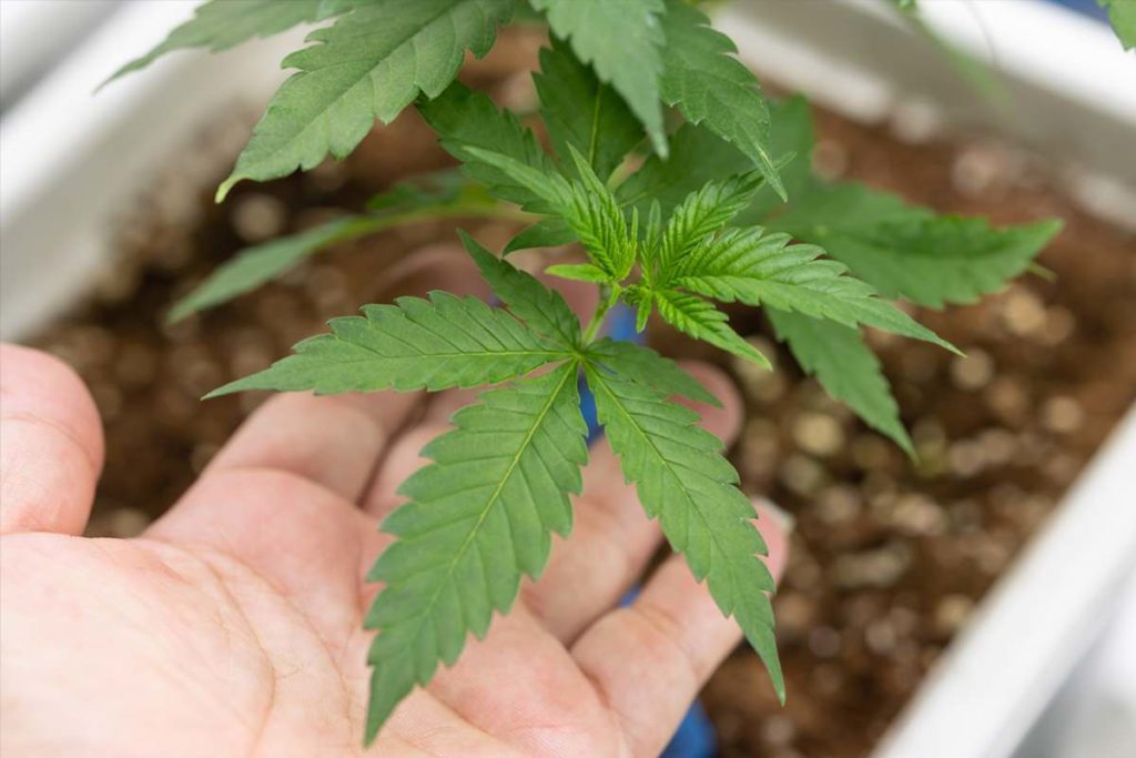 cannabis rispettosa ambiente