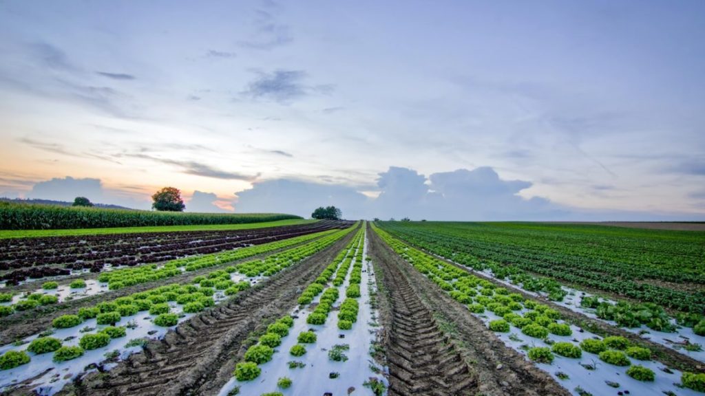 carbon neutrality