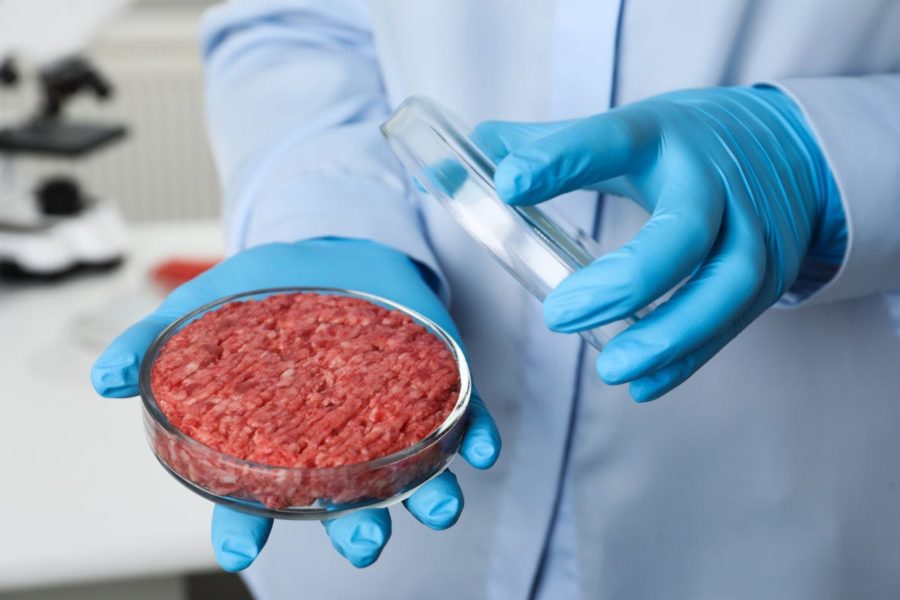 Carne artificiale: il no anche dal sindaco di Pisa