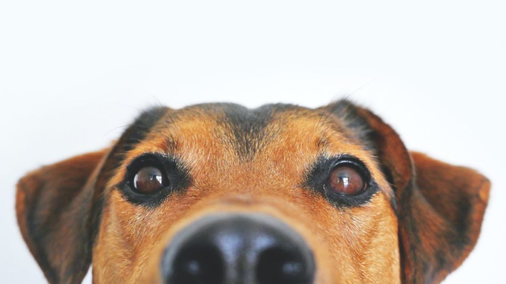 cibo20pappe20cani20gatti20offerta