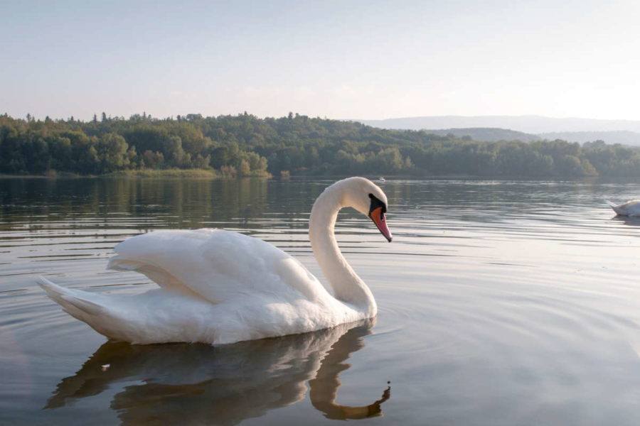 cigno lago