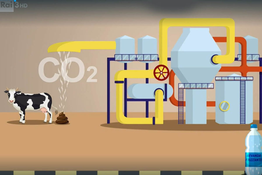 Cosa c’entra la CO2 delle bibite gassate con gli allevamenti di mucche? 1 co2 mucche