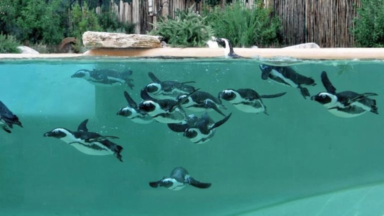 colonia pinguini bioparco 3