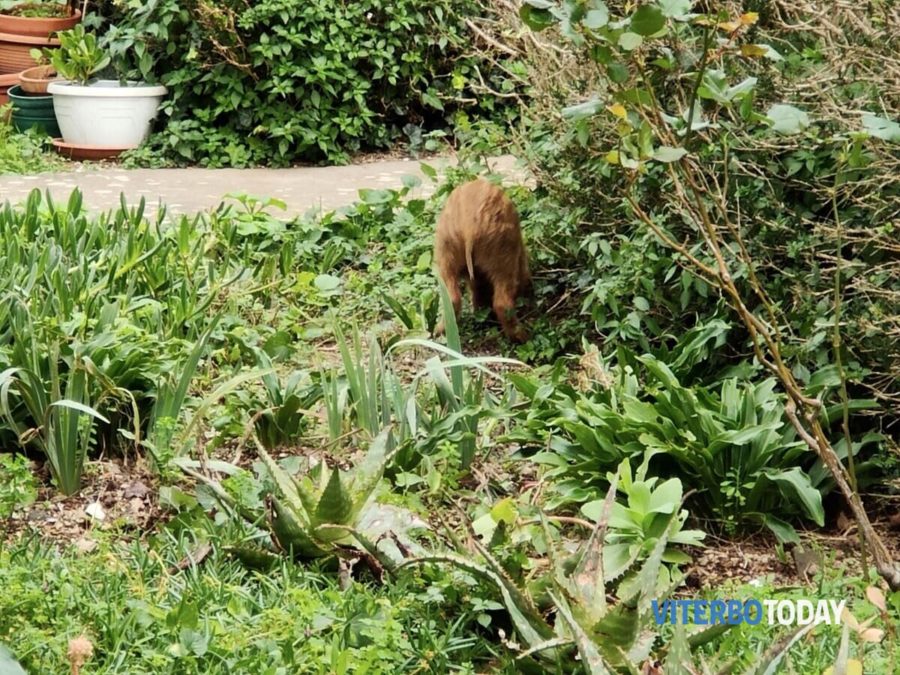 cucciolo di cinghiale cimitero 1