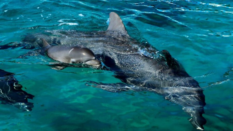 Reti ‘piccanti’ per evitare che i delfini rubino il pesce, ma loro sono più furbi