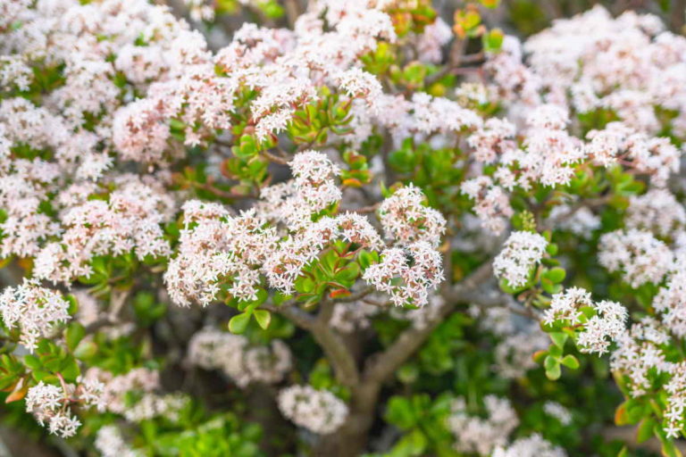 fioritura albero di giada