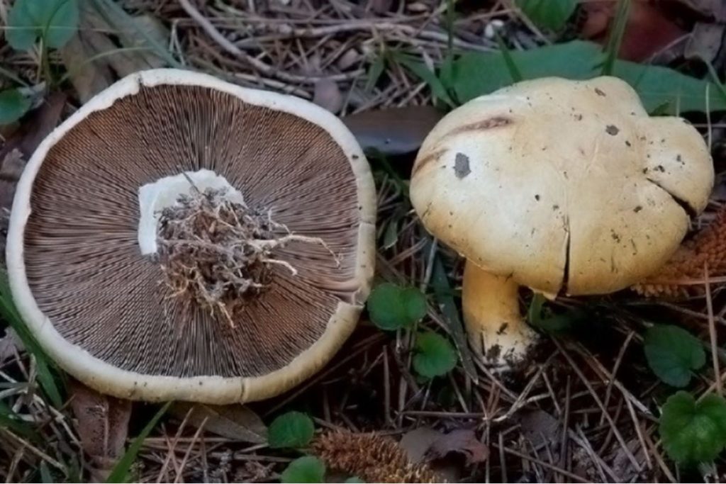 funghi cagli