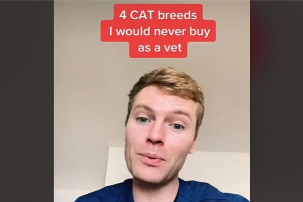 gatti razze