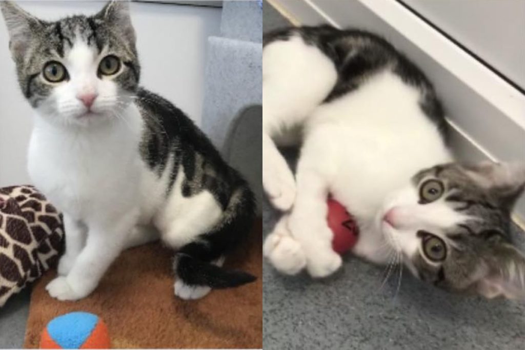 gatto Hope