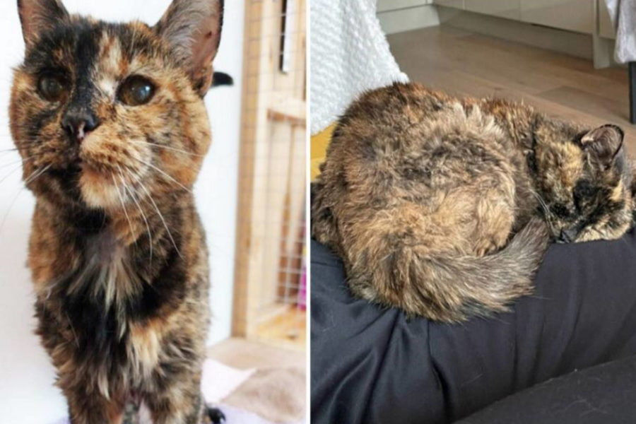 Flossie è la gatta più anziana del mondo (e la sua storia ti farà emozionare)