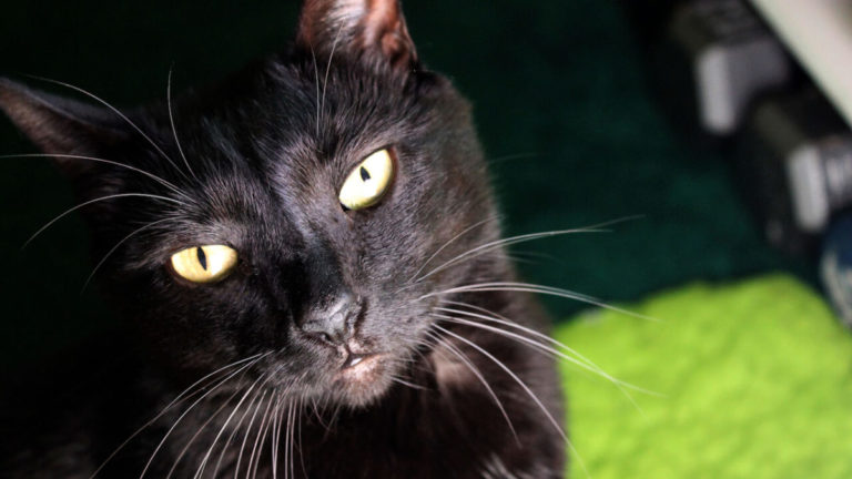 gatto nero 4
