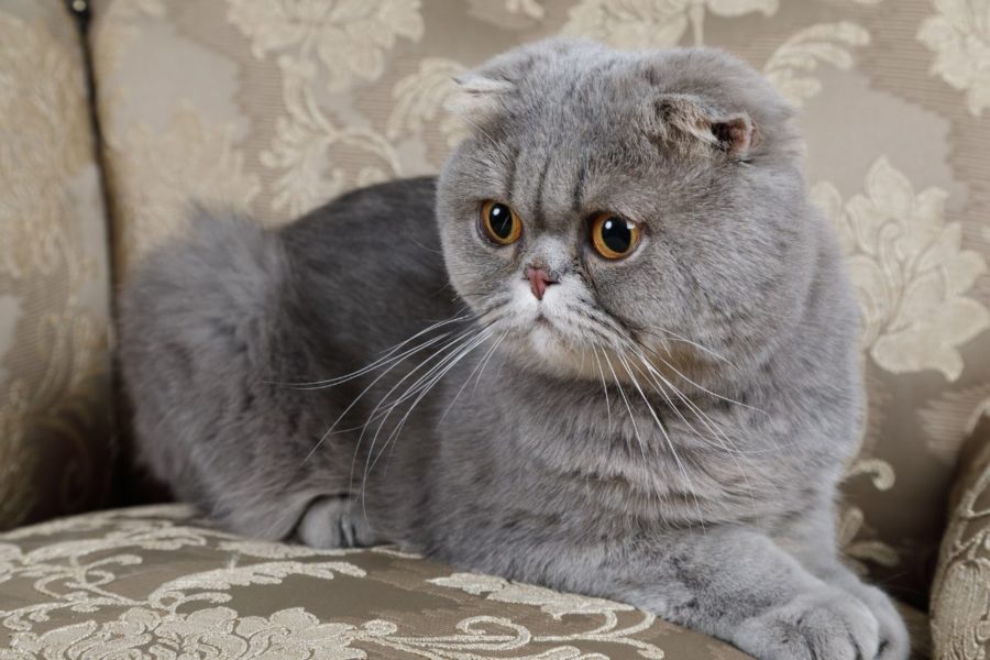 gatto scottish fold