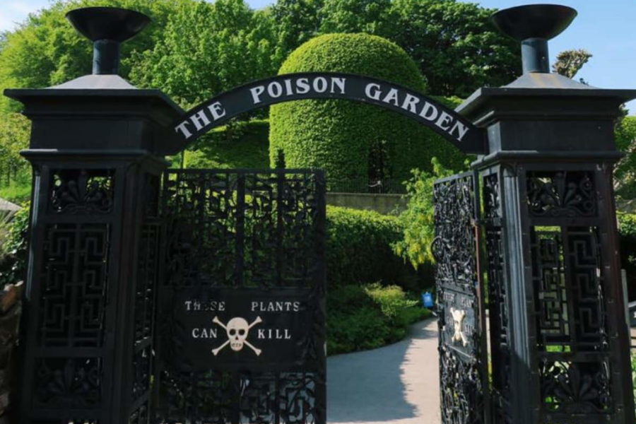 Alnwik Garden: alla scoperta del giardino più velenoso del mondo (che a Natale diventa un tripudio di luci e colori)