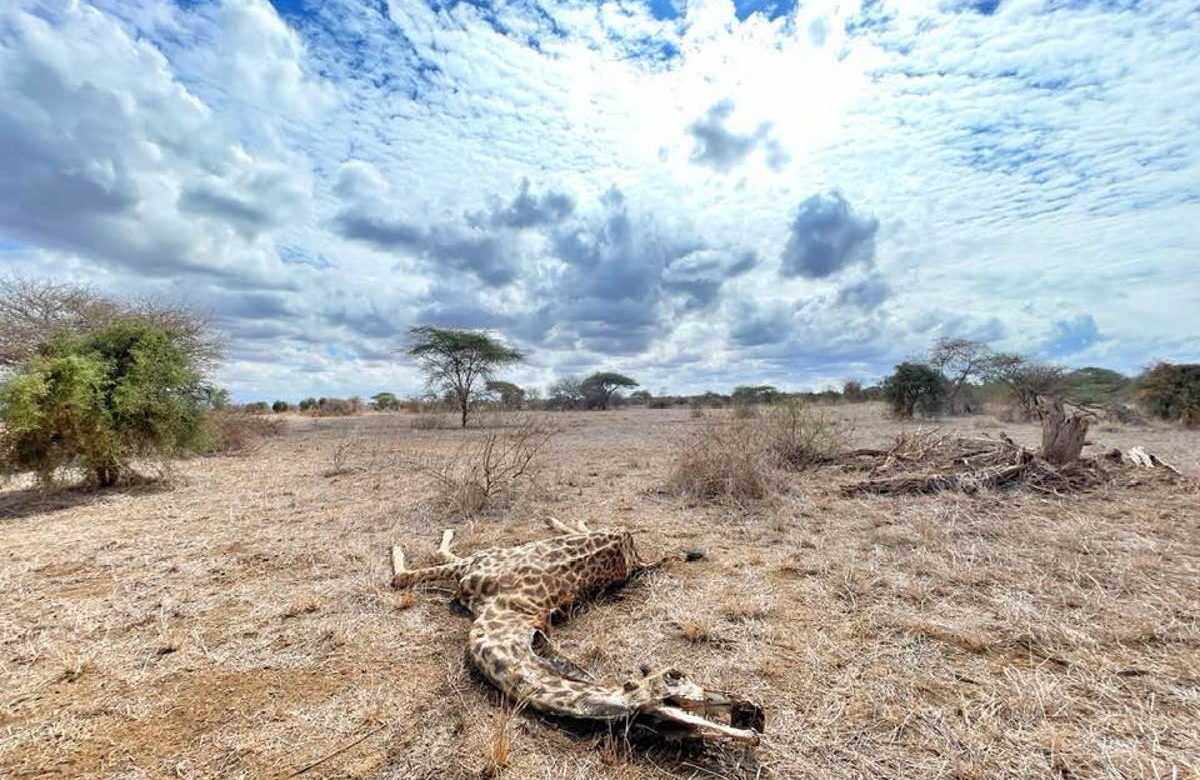 Questa giraffa pelle e ossa è l’emblema della devastante siccità in Kenya