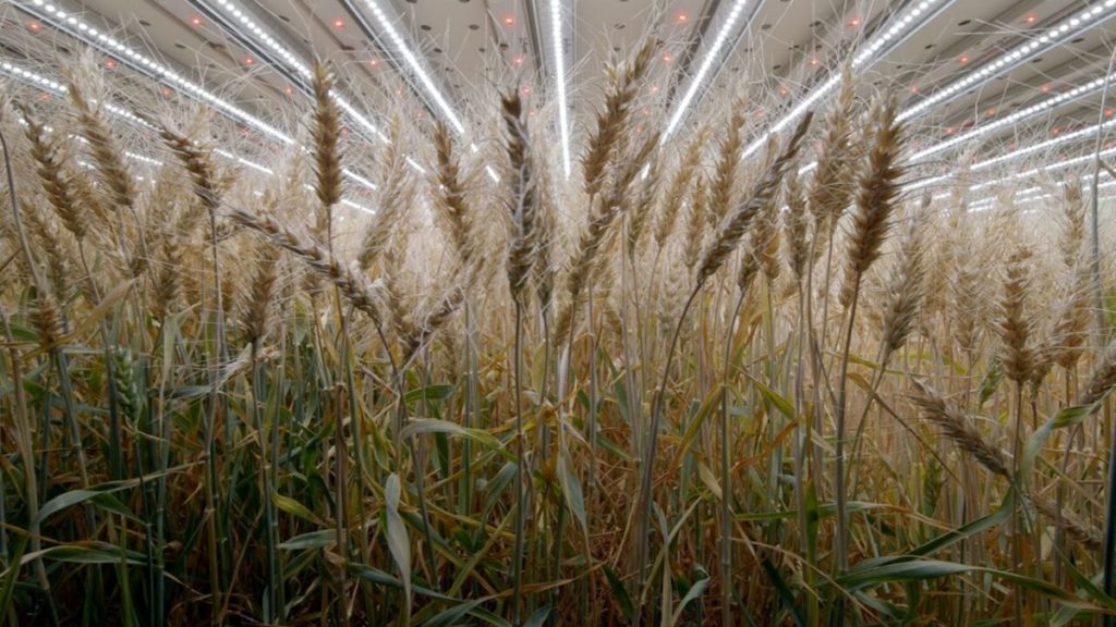 grano agricoltura verticale infarm
