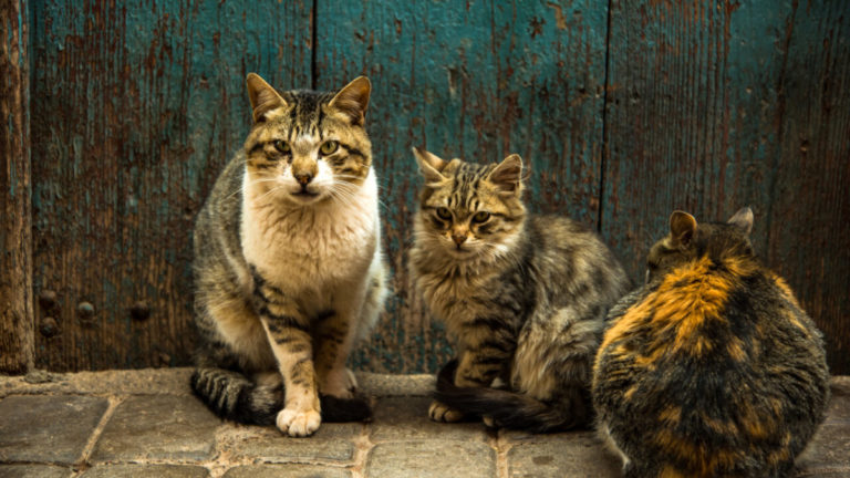 group of stray cats at front door in morocco 2022 02 01 23 40 09 utc