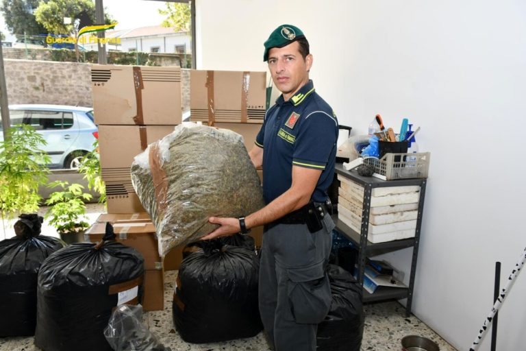 guardia di finanza canapa sequestrata