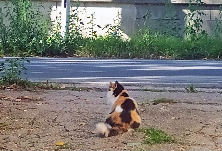 la gattina briciola davanti al cancello di casa