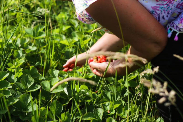 lavoro migranti campi agricoltura