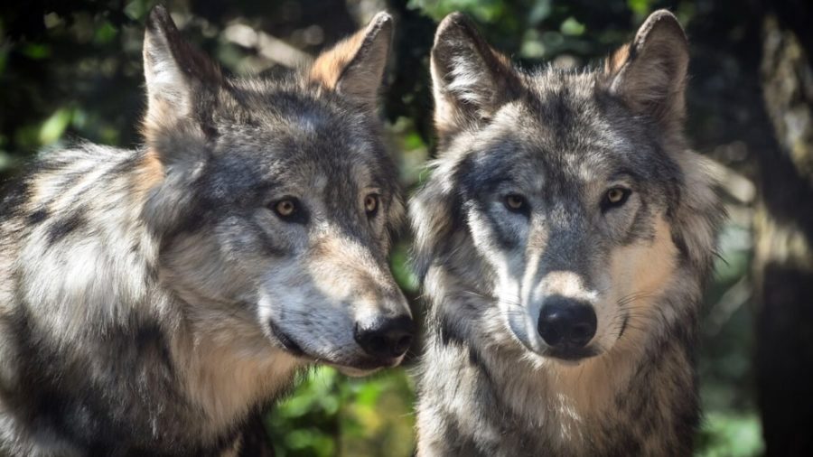 La destra europea apre alla caccia di lupi e orsi: minacciano gli allevamenti