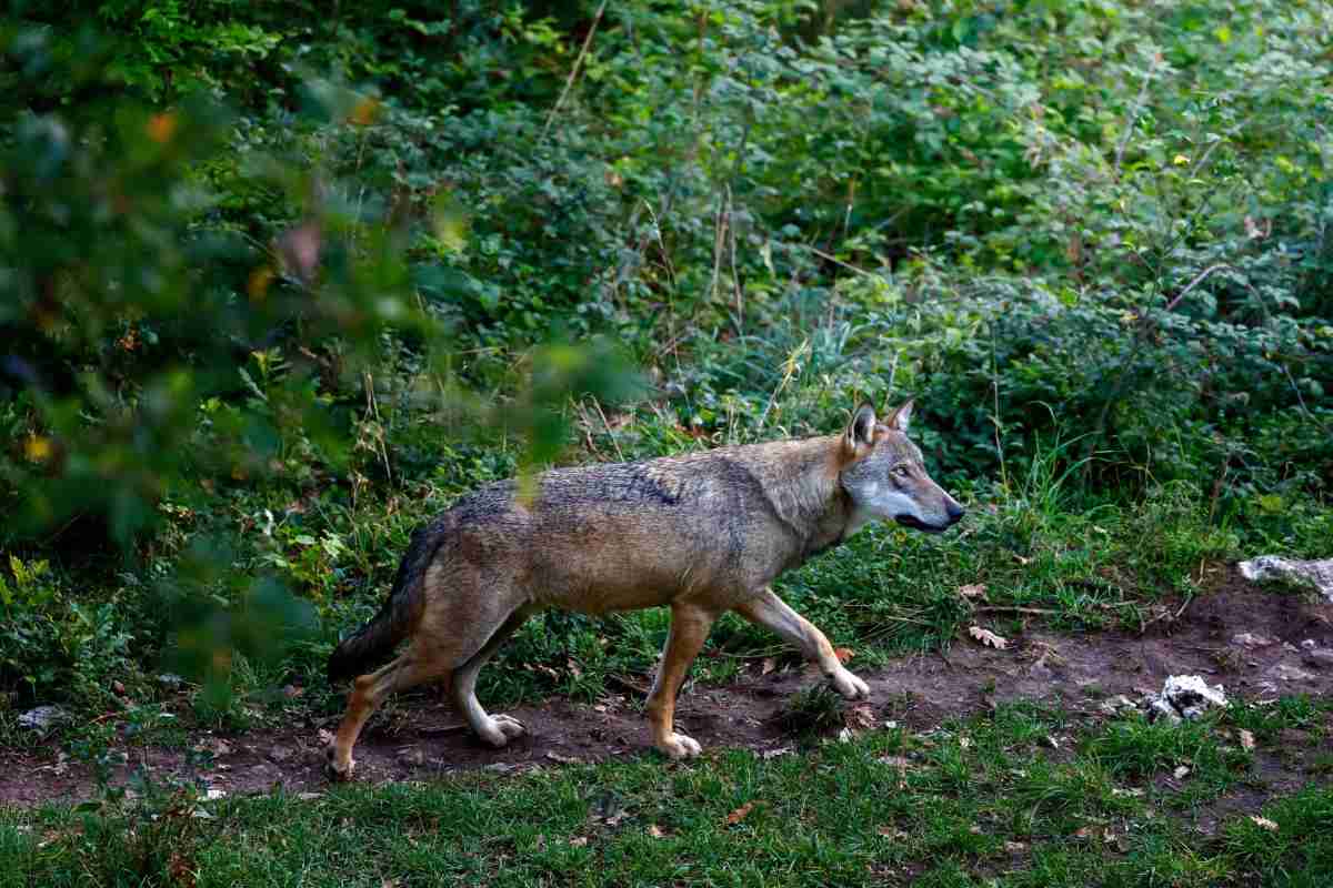 Chi ha paura del lupo? Cosa sappiamo (davvero) sul lupo avvistato a Roma Nord